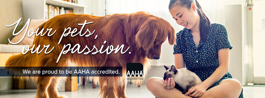 AAHA Accredited